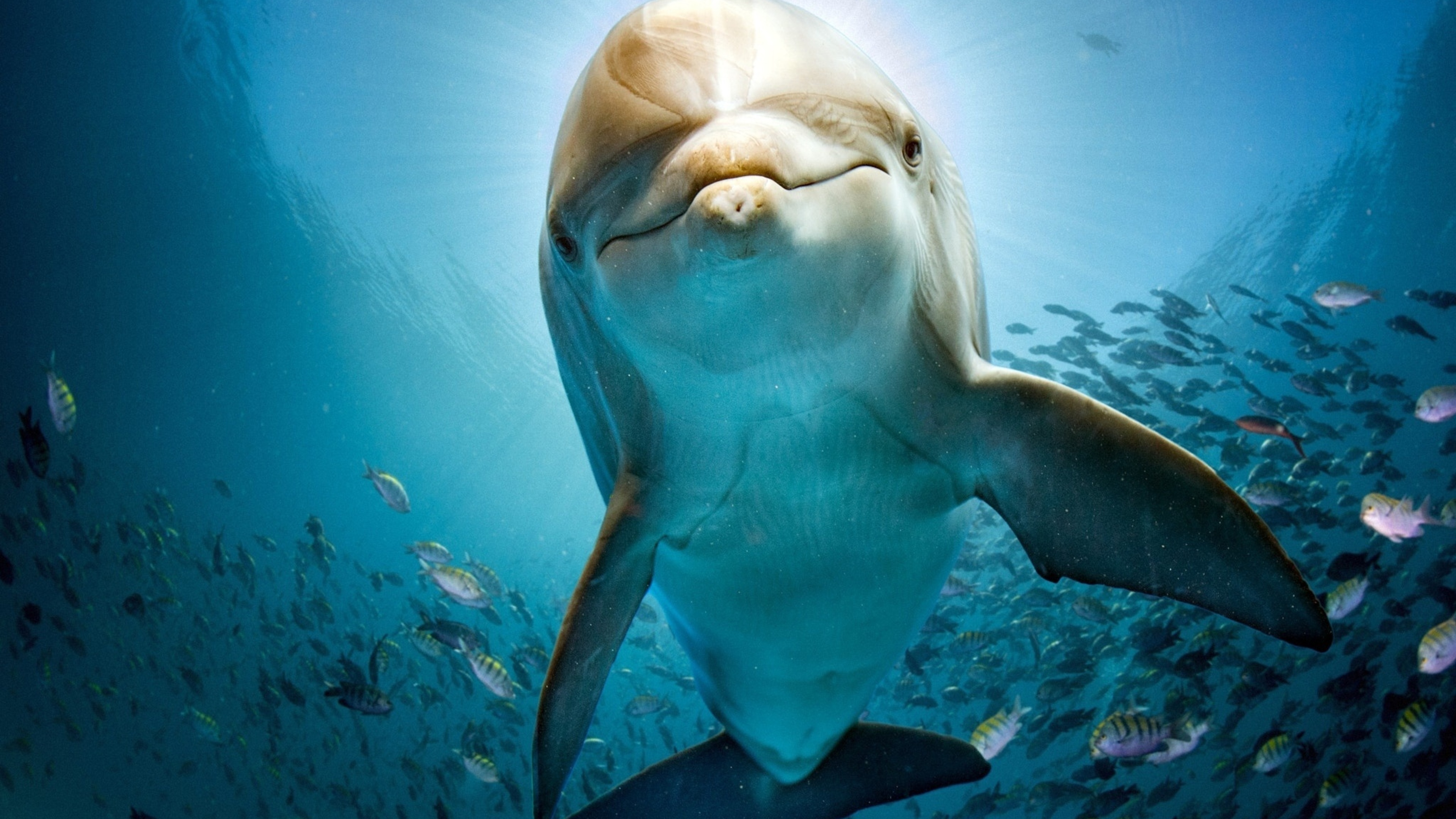 Включи 3 океана. Дельфин Афалина и рыбы. Дельфины в море. Дельфины под водой. Подводный мир с дельфинами.