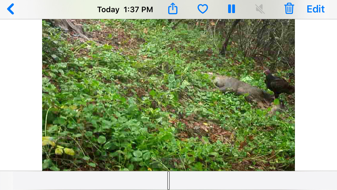 Apple SD Card reader not working in IOS 13 Apple Community